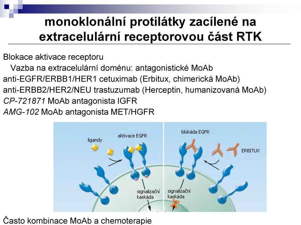 antagonistické MoAb anti-egfr/erbb1/her1 cetuximab (Erbitux, chimerická MoAb)