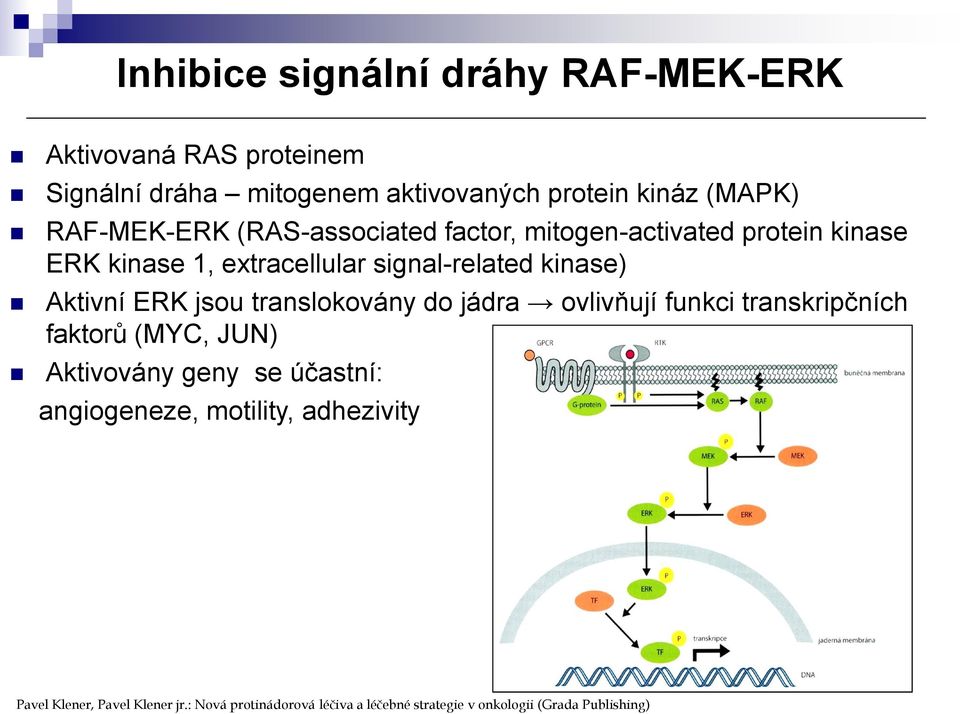 Aktivní ERK jsou translokovány do jádra ovlivňují funkci transkripčních faktorů (MYC, JUN) Aktivovány geny se účastní: