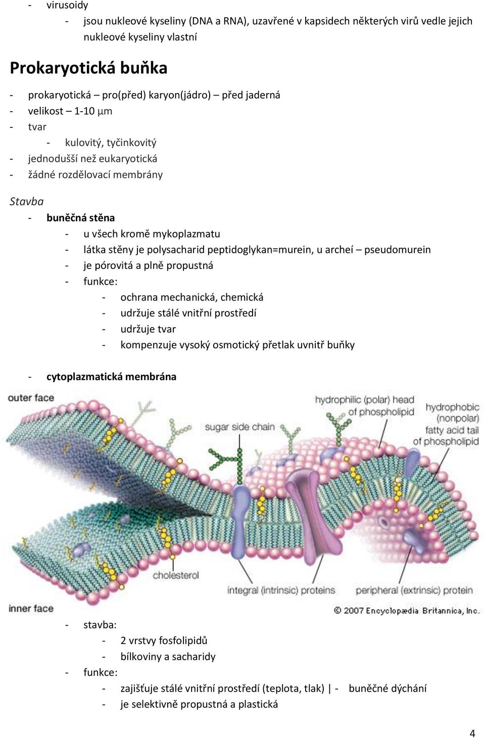 peptidoglykan=murein, u archeí pseudomurein - je pórovitá a plně propustná - funkce: - ochrana mechanická, chemická - udržuje stálé vnitřní prostředí - udržuje tvar - kompenzuje vysoký osmotický