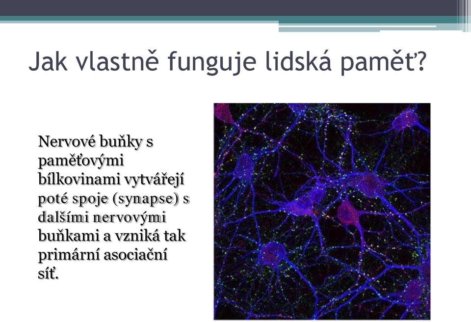 vytvářejí poté spoje (synapse) s dalšími