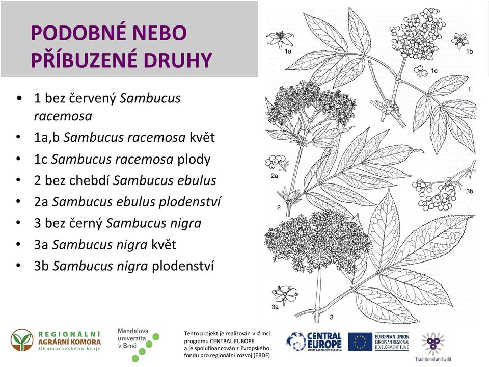 chebdí Sambucus ebulus 2a Sambucus ebulus plodenství 3 bez