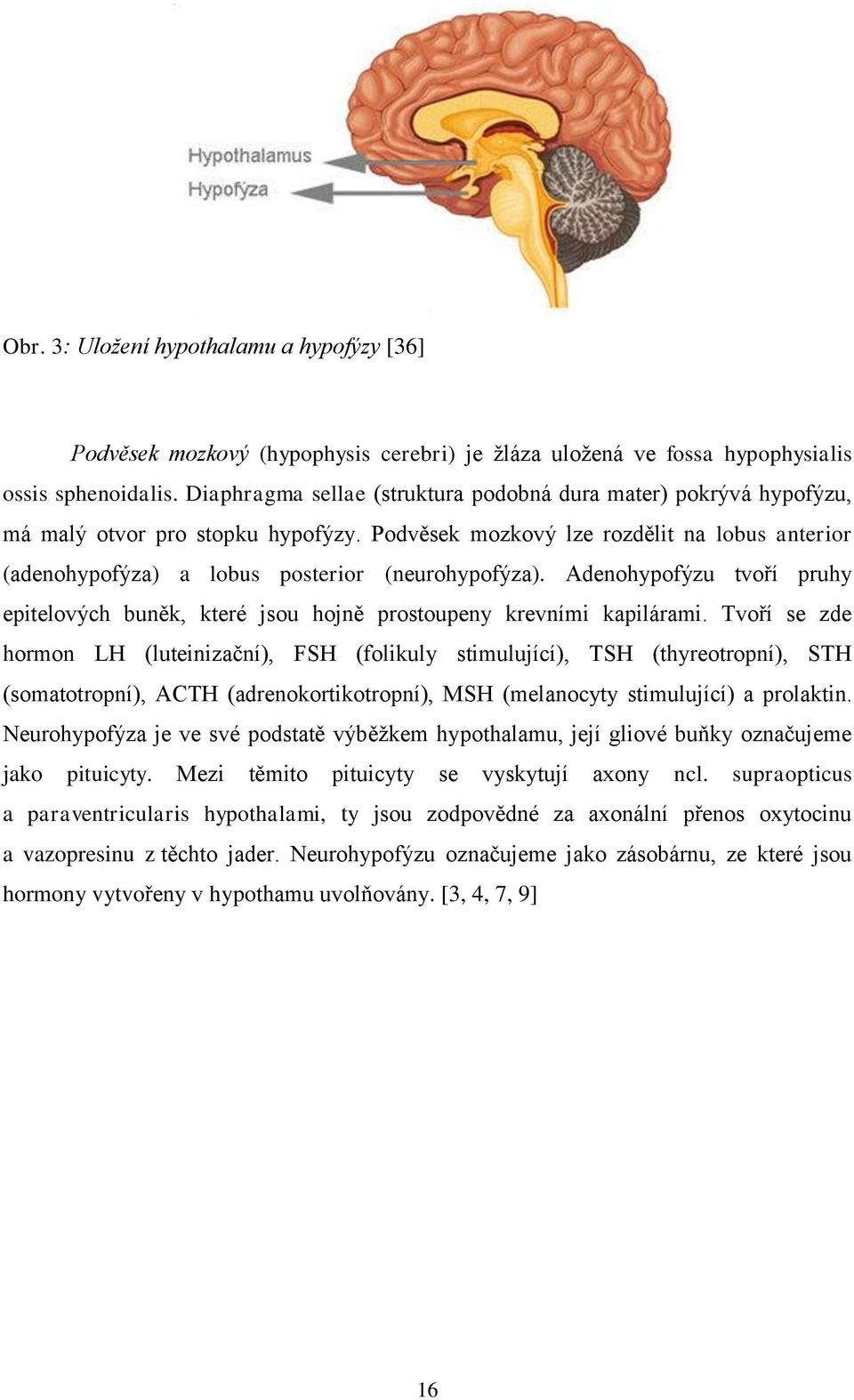 Adenohypofýzu tvoří pruhy epitelových buněk, které jsou hojně prostoupeny krevními kapilárami.