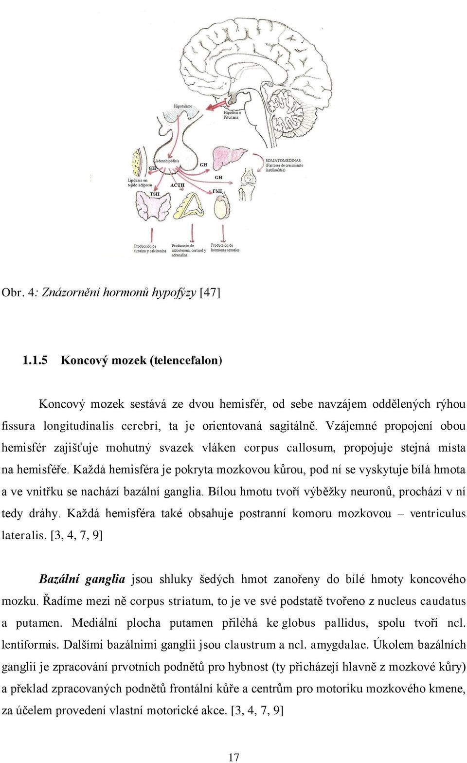 Vzájemné propojení obou hemisfér zajišťuje mohutný svazek vláken corpus callosum, propojuje stejná místa na hemisféře.