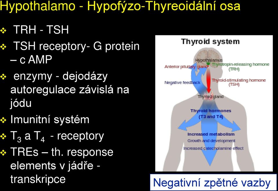 závislá na jódu Imunitní systém T 3 a T 4 - receptory TREs