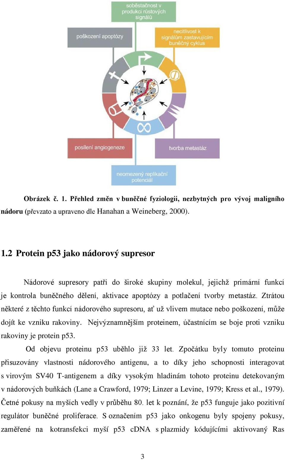 2 Protein p53 jako nádorový supresor Nádorové supresory patří do široké skupiny molekul, jejichž primární funkcí je kontrola buněčného dělení, aktivace apoptózy a potlačení tvorby metastáz.