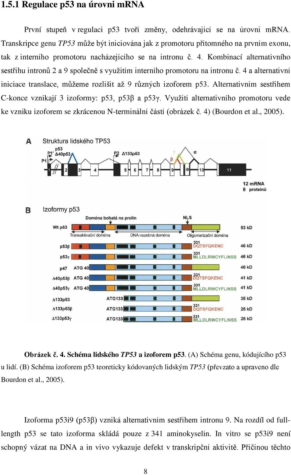 Kombinací alternativního sestřihu intronů 2 a 9 společně s využitím interního promotoru na intronu č. 4 a alternativní iniciace translace, můžeme rozlišit až 9 různých izoforem p53.