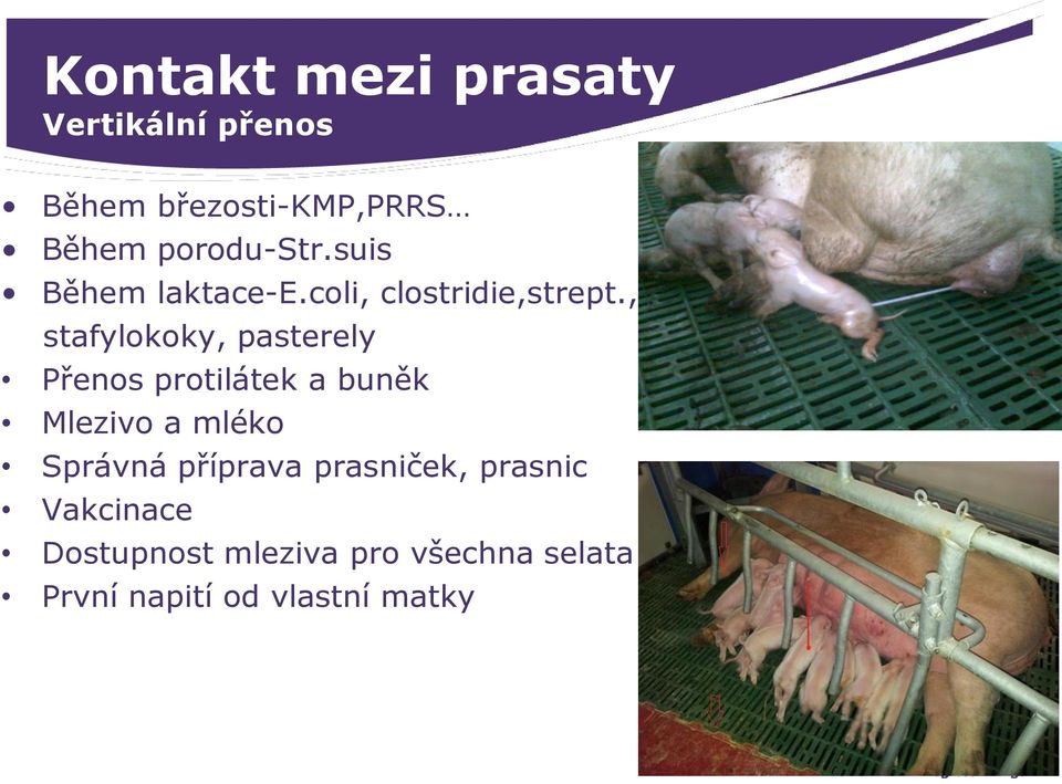 , stafylokoky, pasterely Přenos protilátek a buněk Mlezivo a mléko Správná