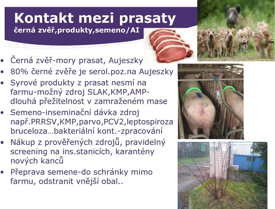 Semeno-inseminační dávka zdroj např.prrsv,kmp,parvo,pcv2,leptospiroza bruceloza bakteriální kont.