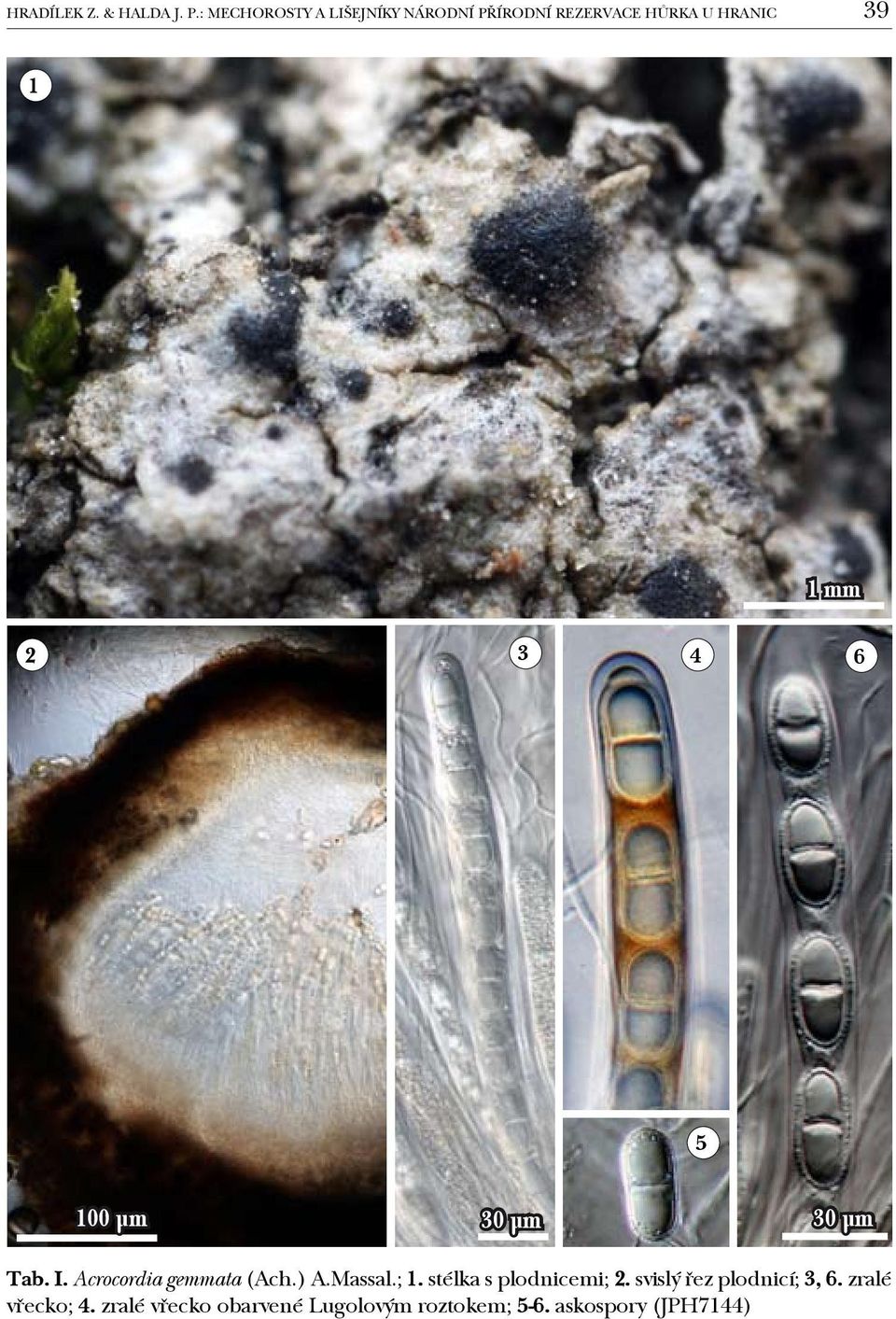 3 4 6 5 100 µm 30 µm 30 µm Tab. I. Acrocordia gemmata (Ach.) A.Massal.; 1.