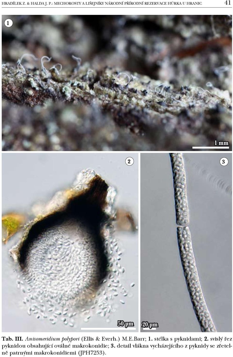 µm 20 µm Tab. III. Anisomeridium polypori (Ellis & Everh.) M.E.Barr; 1.