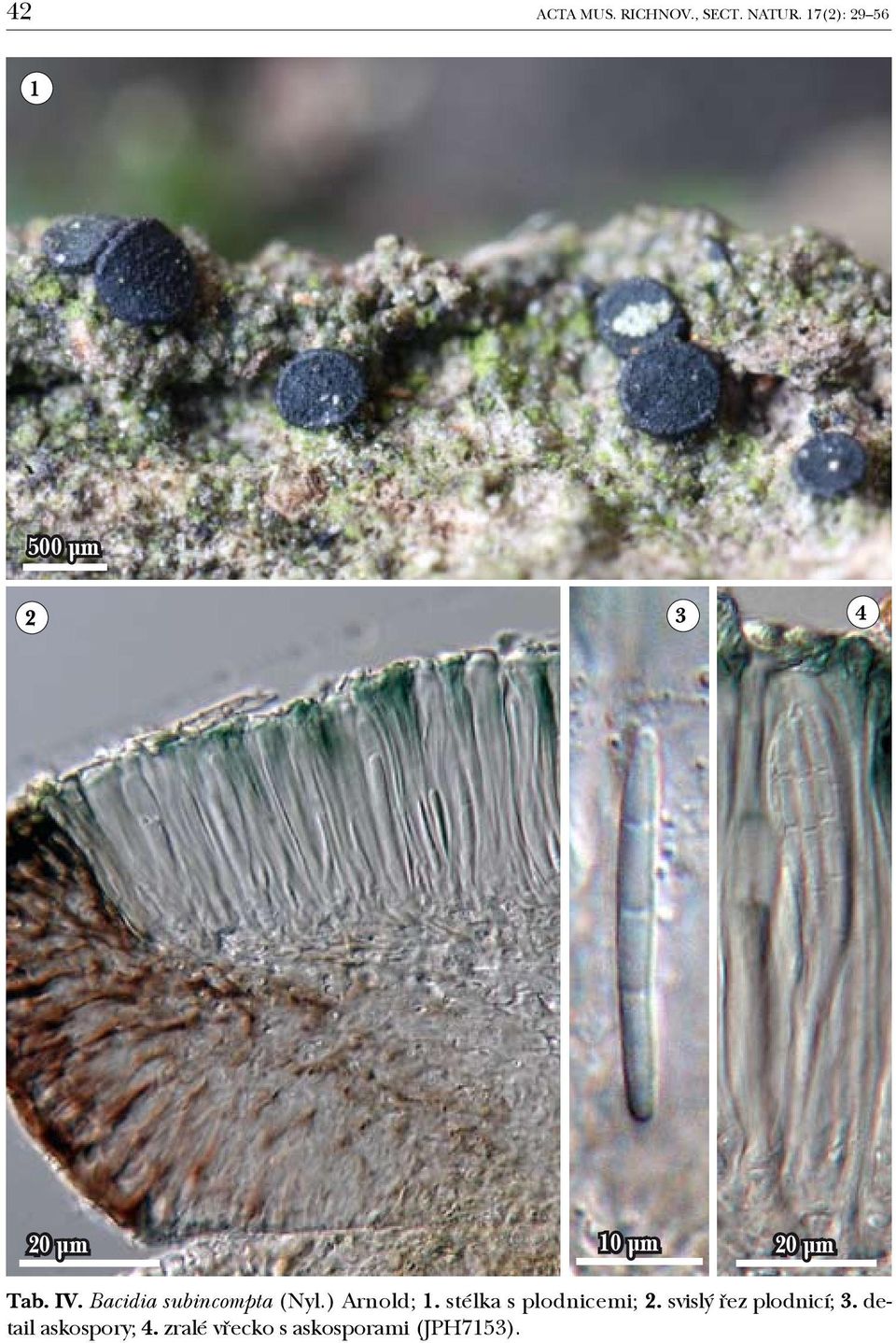 Bacidia subincompta (Nyl.) Arnold; 1.