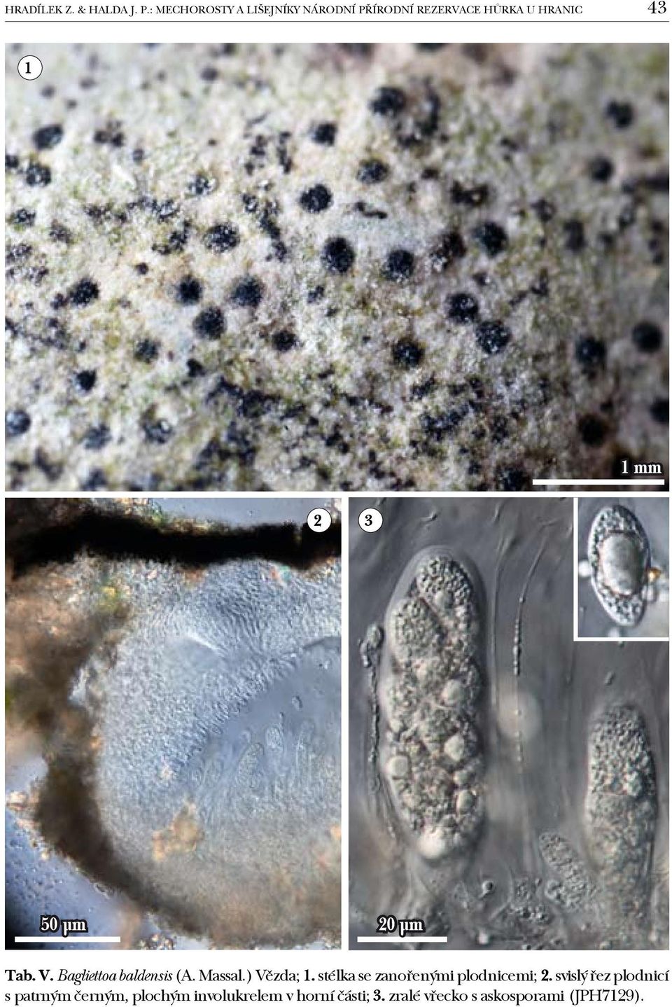 3 50 µm 20 µm Tab. V. Bagliettoa baldensis (A. Massal.) Vězda; 1.