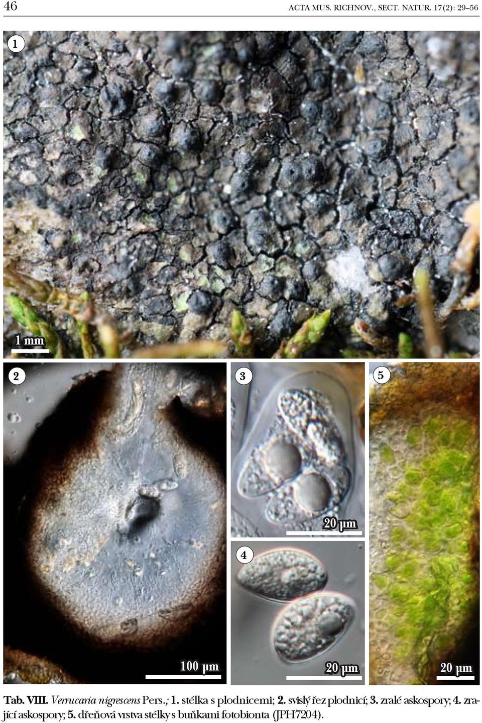 Verrucaria nigrescens Pers.; 1. stélka s plodnicemi; 2.