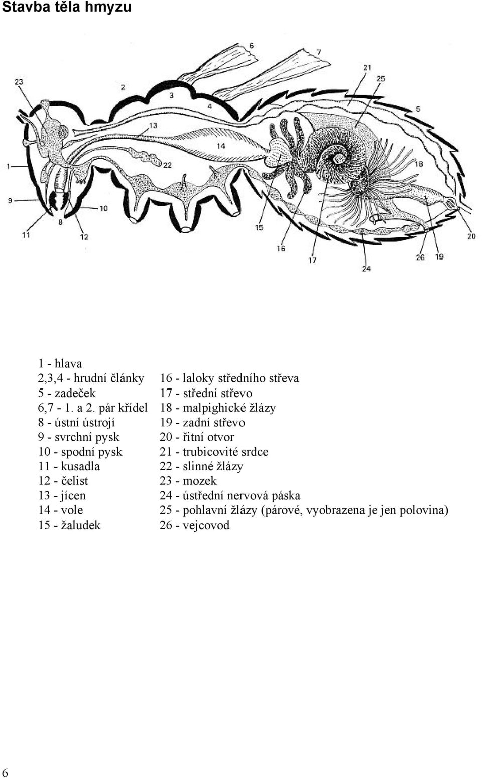 žaludek 16 - laloky středního střeva 17 - střední střevo 18 - malpighické žlázy 19 - zadní střevo 20 - řitní