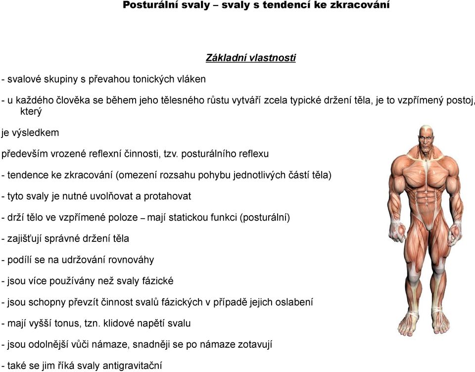 posturálního reflexu - tendence ke zkracování (omezení rozsahu pohybu jednotlivých částí těla) - tyto svaly je nutné uvolňovat a protahovat - drží tělo ve vzpřímené poloze mají statickou funkci