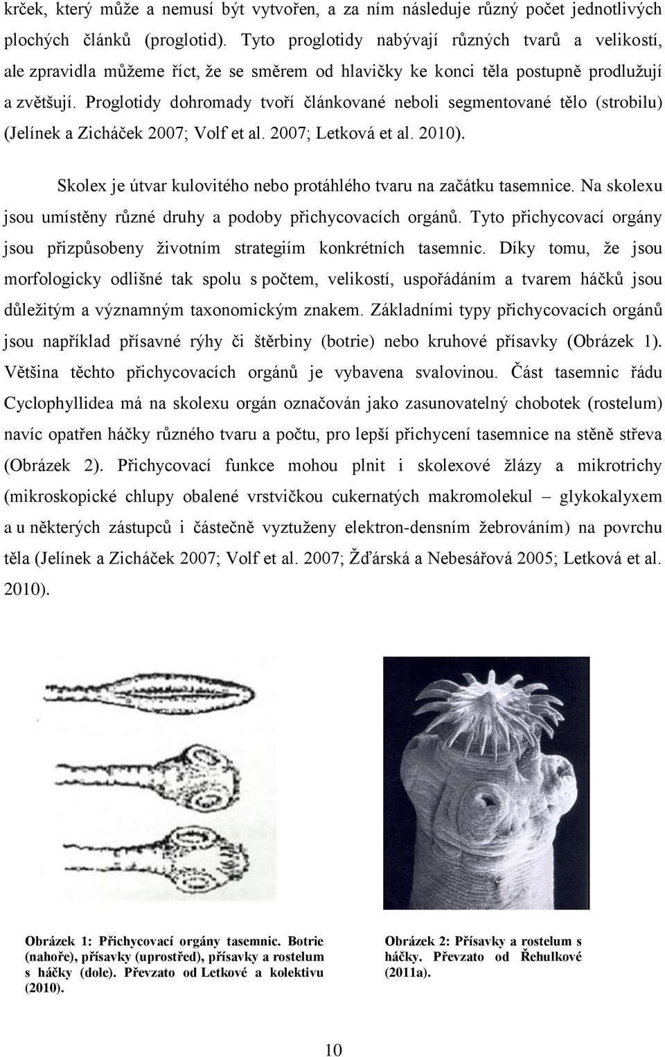 Proglotidy dohromady tvoří článkované neboli segmentované tělo (strobilu) (Jelínek a Zicháček 2007; Volf et al. 2007; Letková et al. 2010).