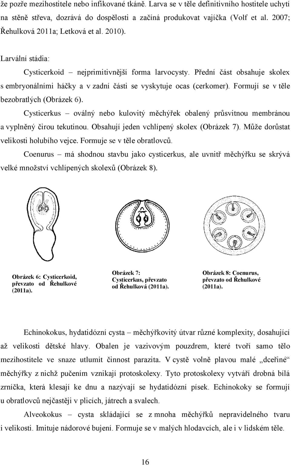 Přední část obsahuje skolex s embryonálními háčky a v zadní části se vyskytuje ocas (cerkomer). Formují se v těle bezobratlých (Obrázek 6).