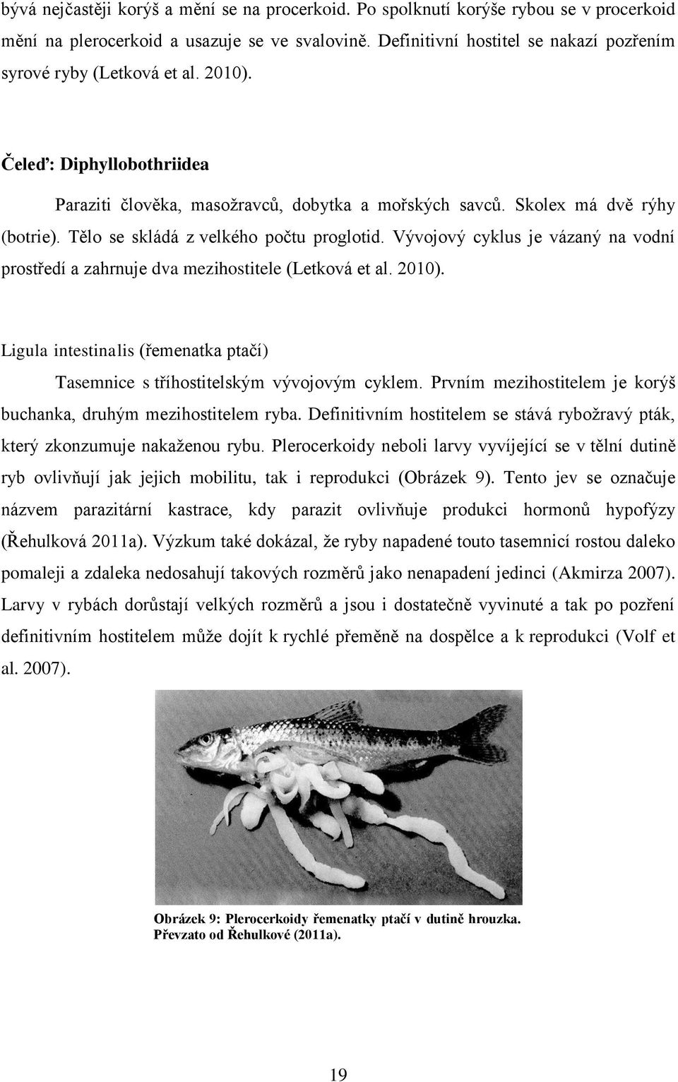 Tělo se skládá z velkého počtu proglotid. Vývojový cyklus je vázaný na vodní prostředí a zahrnuje dva mezihostitele (Letková et al. 2010).