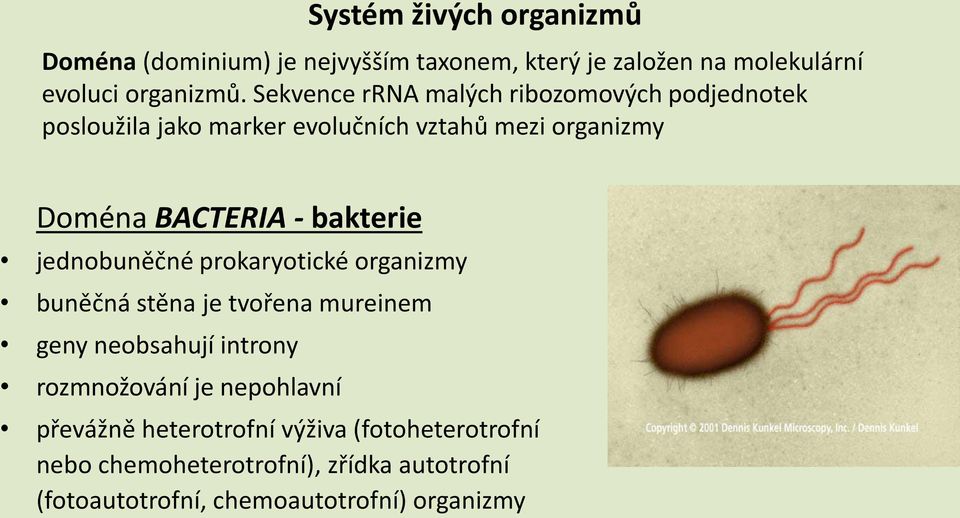 bakterie jednobuněčné prokaryotické organizmy buněčná stěna je tvořena mureinem geny neobsahují introny rozmnožování je