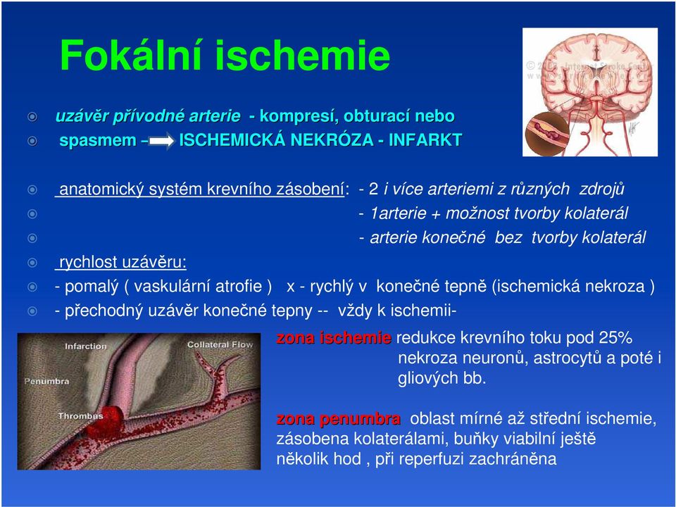 x - rychlý v konečné tepně (ischemická nekroza ) - přechodný uzávěr konečné tepny -- vždy k ischemii- zona ischemie redukce krevního toku pod 25% nekroza