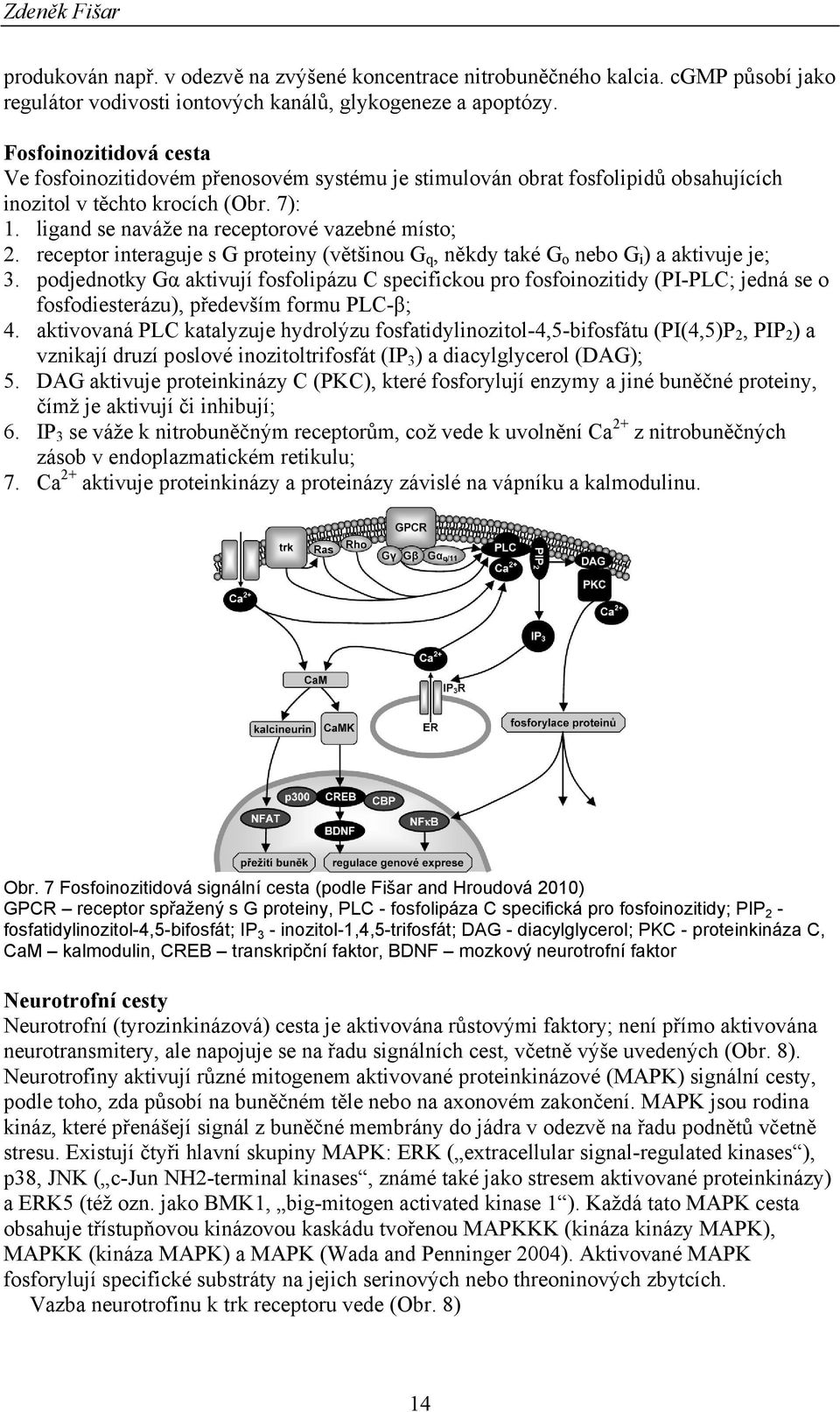 receptor interaguje s G proteiny (většinou G q, někdy také G o nebo G i ) a aktivuje je; 3.