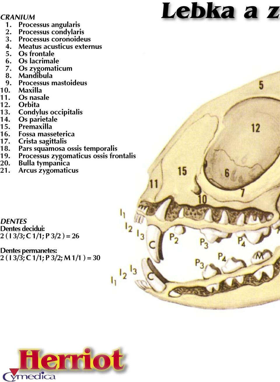 Premaxilla 16. Fossa masseterica 17. Crista sagittalis 18. Pars squamosa ossis temporalis 19. Processus zygomaticus ossis frontalis 20.