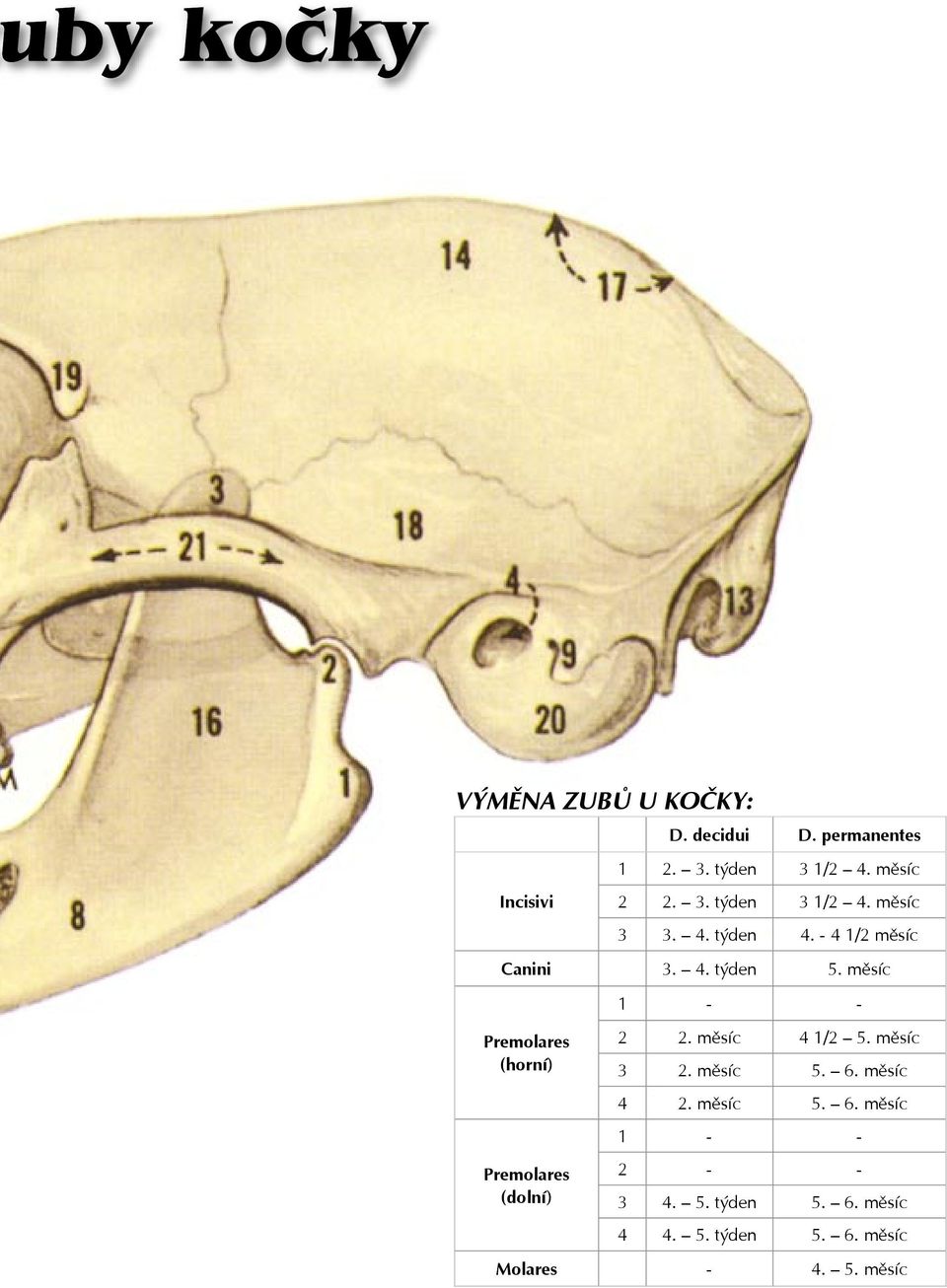 měsíc 1 - - Premolares (horní) Premolares (dolní) 2 2. měsíc 4 1/2 5. měsíc 3 2. měsíc 5. 6.