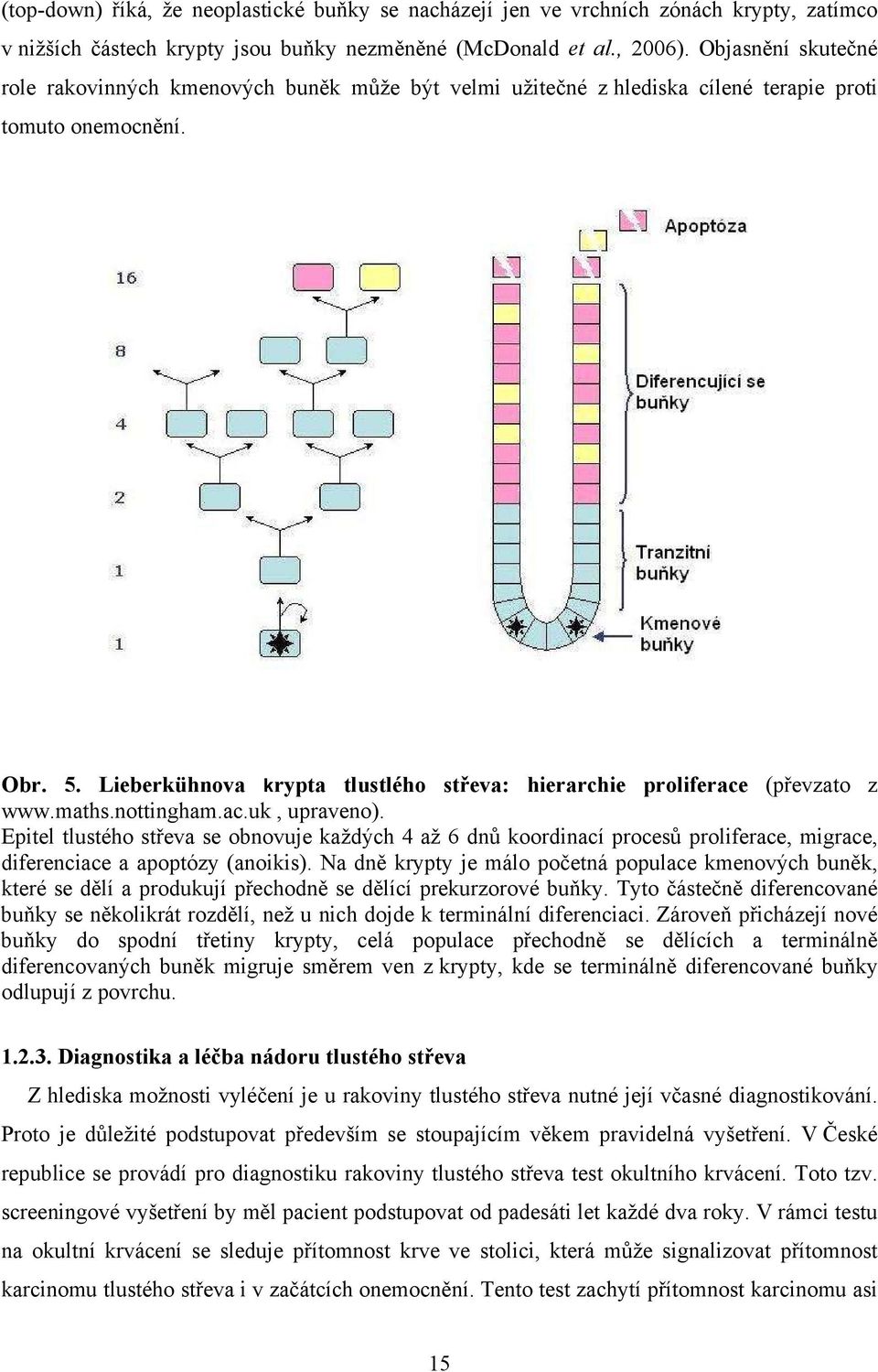 Lieberkühnova krypta tlustlého střeva: hierarchie proliferace (převzato z www.maths.nottingham.ac.uk, upraveno).