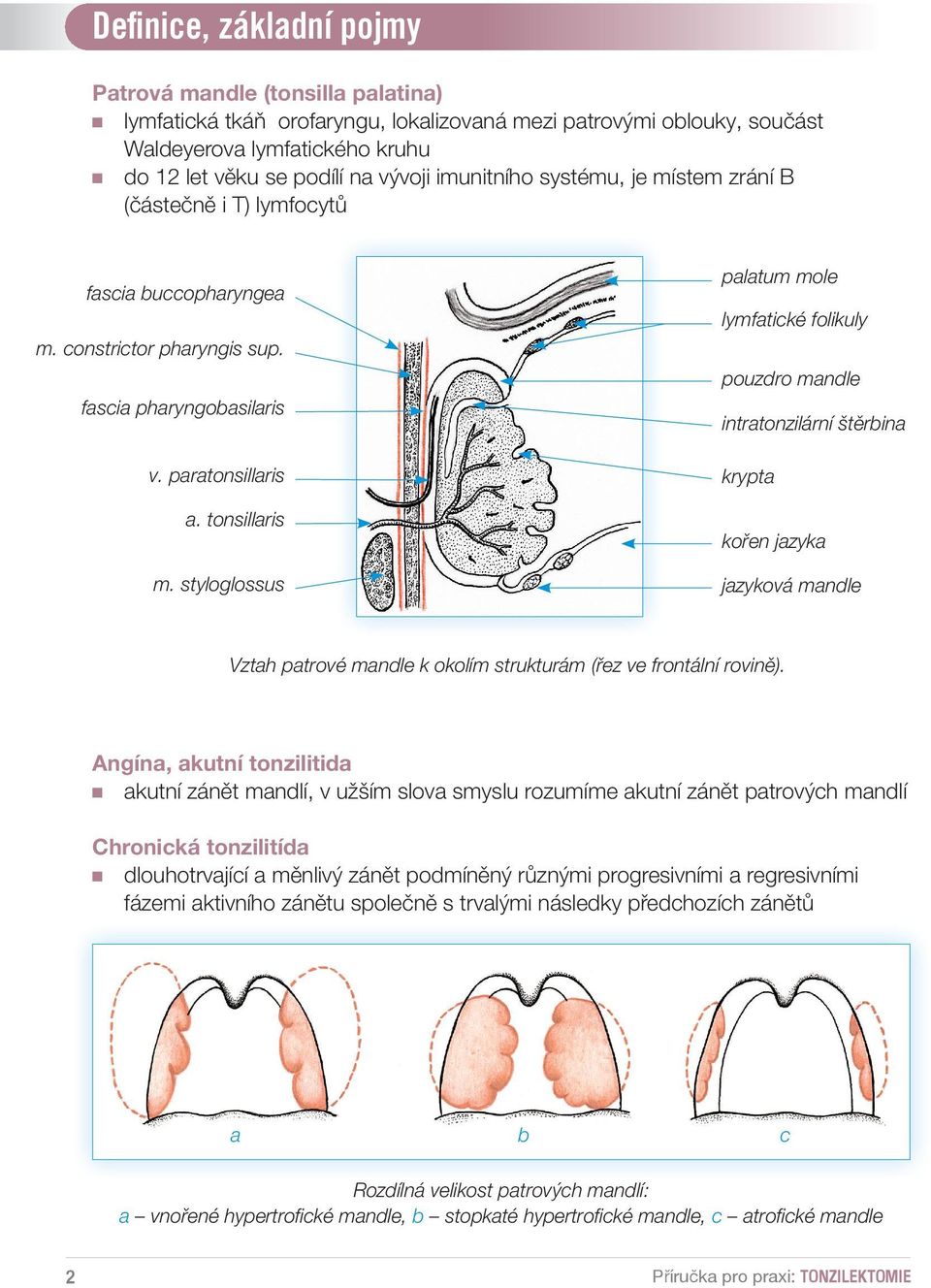 styloglossus palatum mole lymfatické folikuly pouzdro mandle intratonzilární štěrbina krypta kořen jazyka jazyková mandle Vztah patrové mandle k okolím strukturám (řez ve frontální rovině).