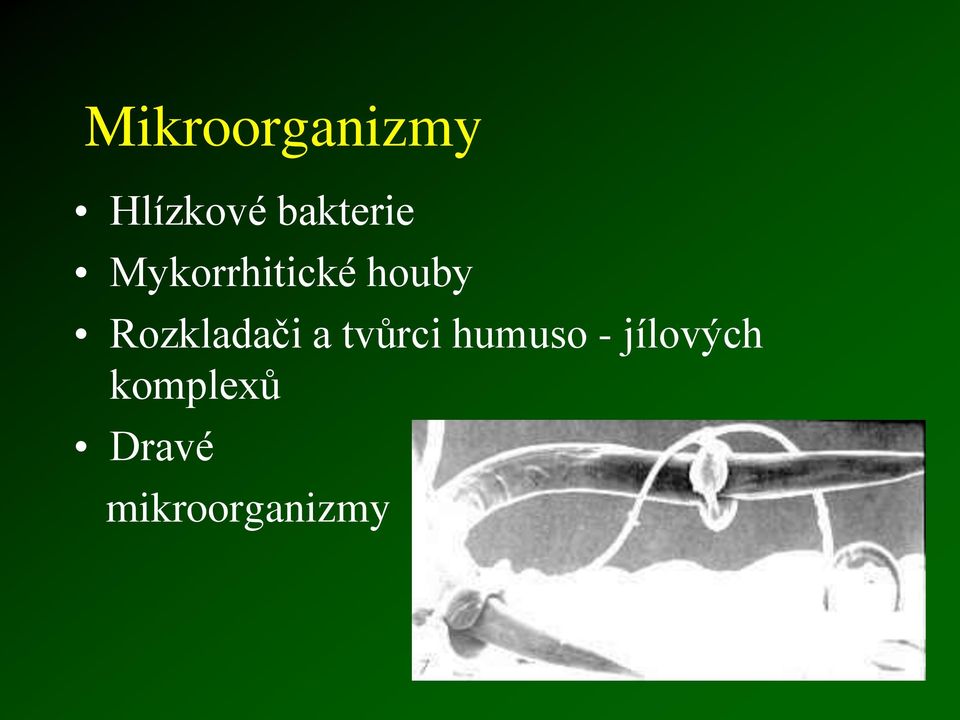 Rozkladači a tvůrci humuso -