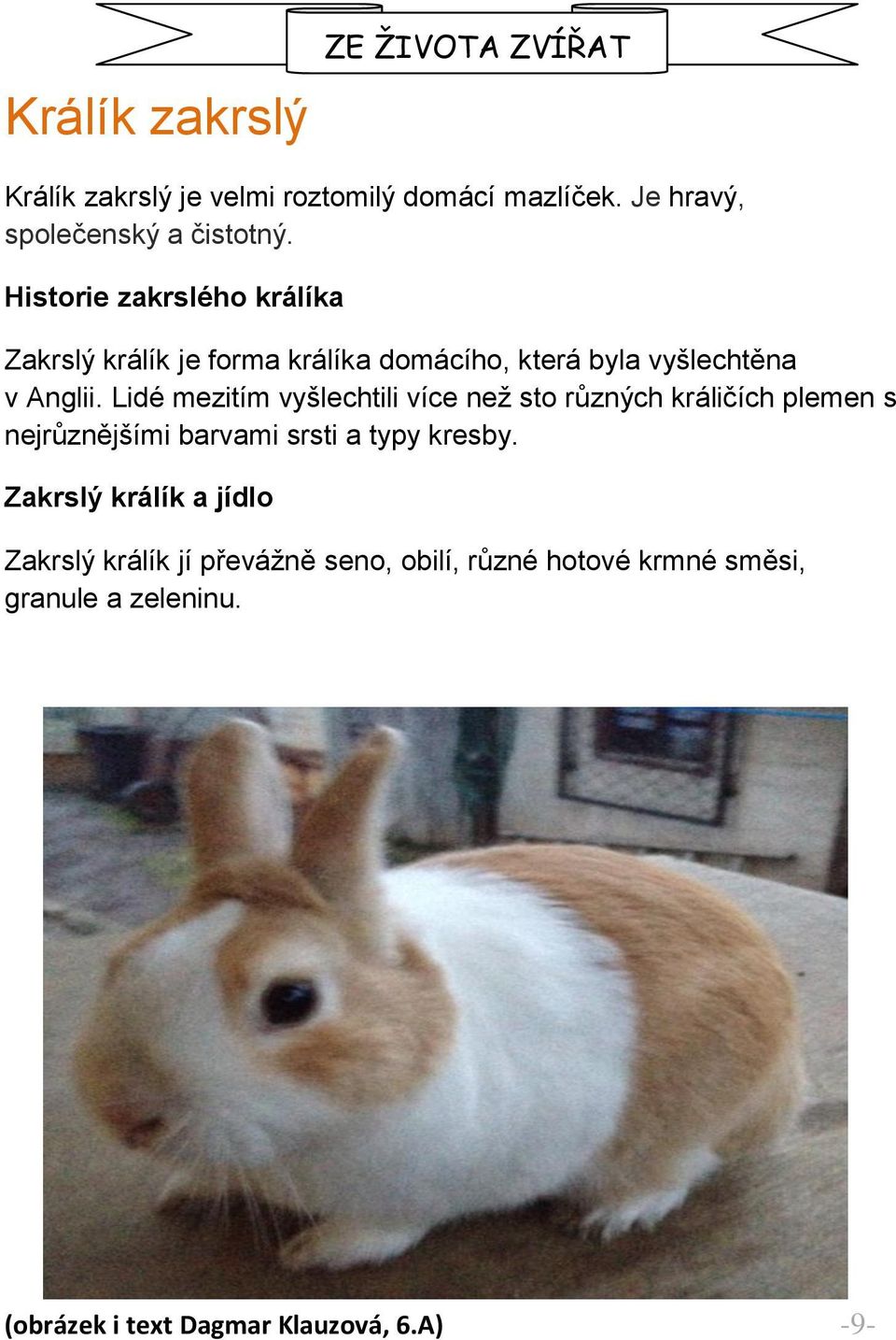 Lidé mezitím vyšlechtili více než sto různých králičích plemen s nejrůznějšími barvami srsti a typy kresby.