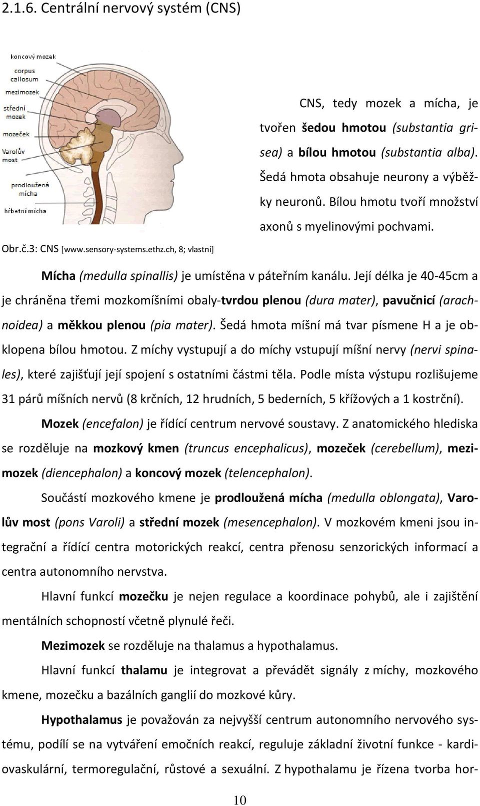 Její délka je 40-45cm a je chráněna třemi mozkomíšními obaly-tvrdou plenou (dura mater), pavučnicí (arachnoidea) a měkkou plenou (pia mater).