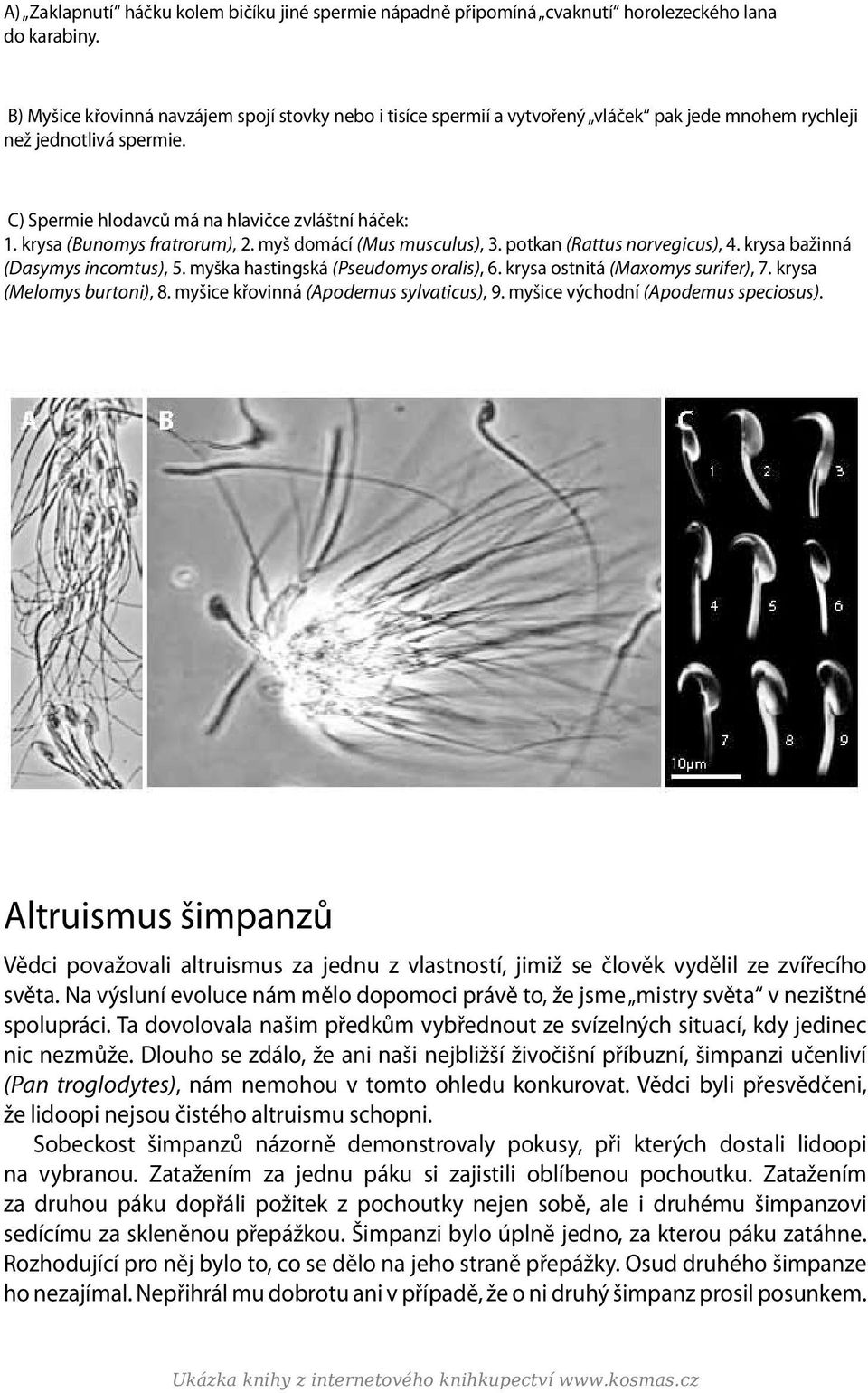 krysa (Bunomys fratrorum), 2. myš domácí (Mus musculus), 3. potkan (Rattus norvegicus), 4. krysa bažinná (Dasymys incomtus), 5. myška hastingská (Pseudomys oralis), 6.