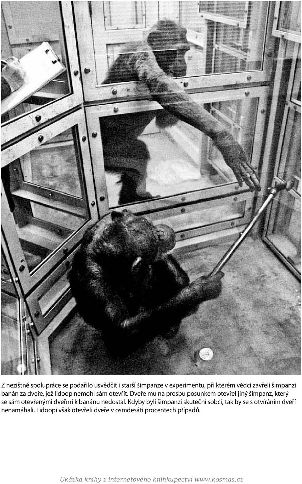 Dveře mu na prosbu posunkem otevřel jiný šimpanz, který se sám otevřenými dveřmi k banánu