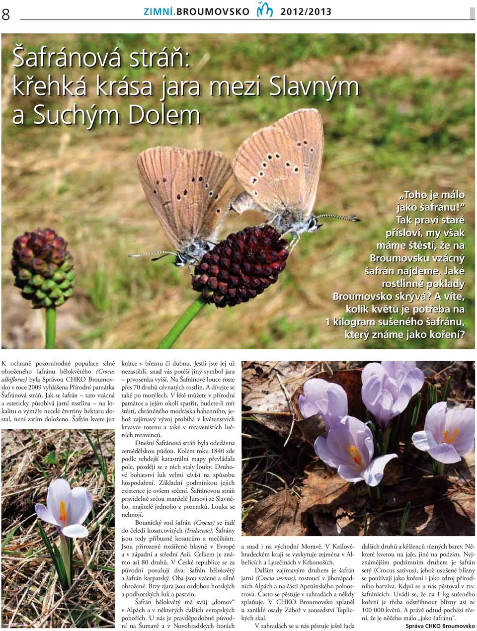 K ochraně pozoruhodné populace silně ohroženého šafránu bělokvětého (Crocus albifl orus) byla Správou CHKO Broumovsko v roce 2009 vyhlášena Přírodní památka Šafránová stráň.