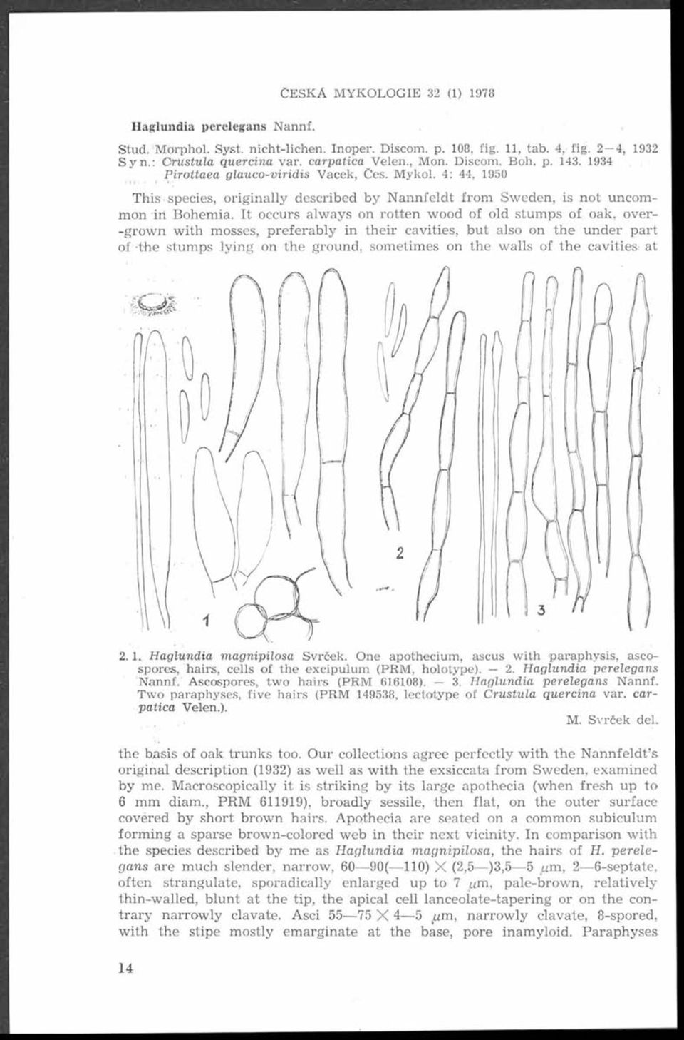 t occurs always on rotten w ood o f old stumps o f oak, over- -grown with mosses, preferably in their cavities, but also on the under part of «the stumps lying nflil ihl on the ground, sometimes on