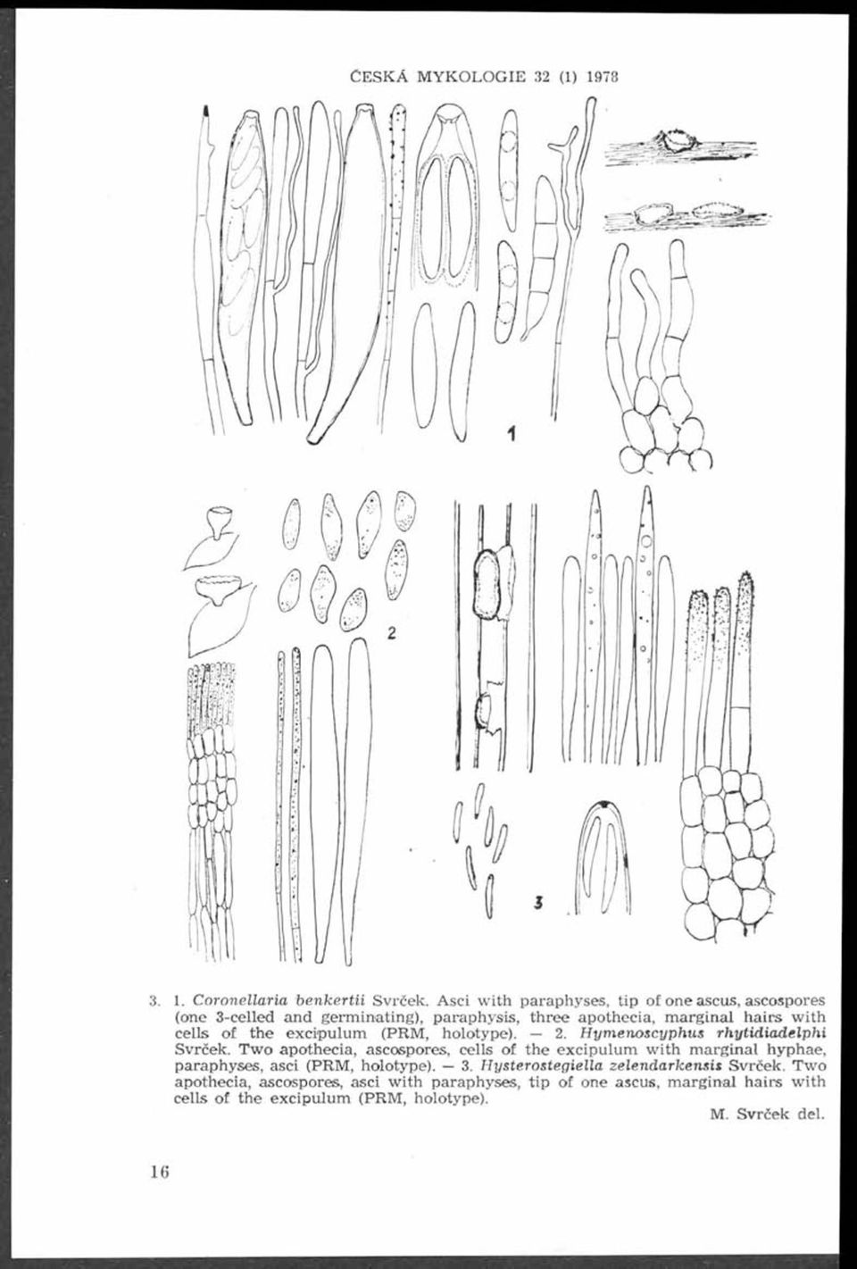 (P R M, holotype). 2. ym enoscyphus rh y tid ia d elp h i Svrček.