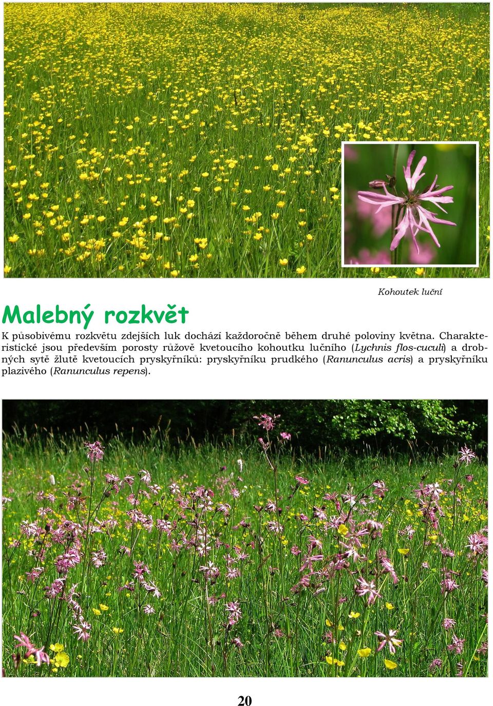 Charakteristické jsou především porosty růžově kvetoucího kohoutku lučního (Lychnis