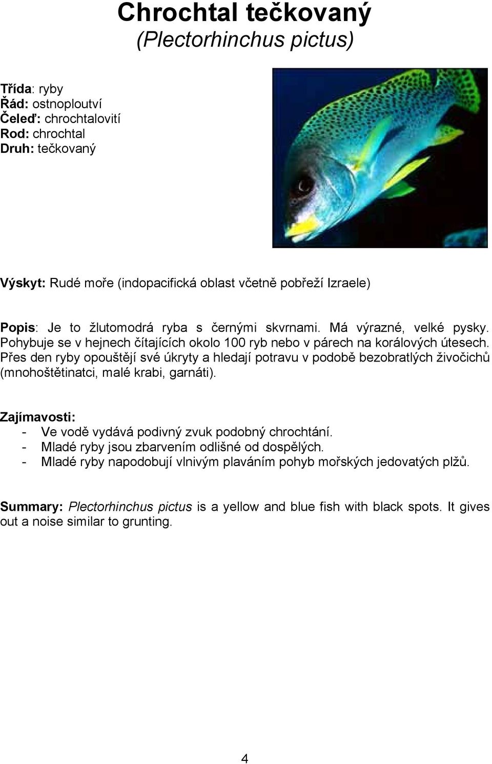 Přes den ryby opouštějí své úkryty a hledají potravu v podobě bezobratlých živočichů (mnohoštětinatci, malé krabi, garnáti). - Ve vodě vydává podivný zvuk podobný chrochtání.