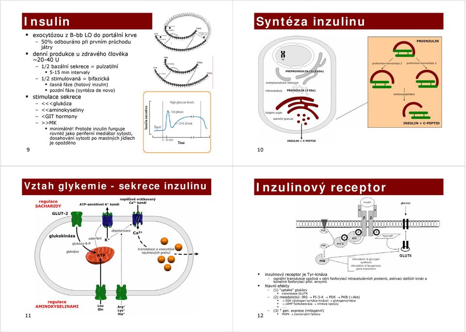 Protože inzulin funguje rovněž jako periferní mediátor sytosti, dosahování sytosti po mastných jídlech je opožděno 9 Syntéza inzulinu 10 Vztah glykemie - sekrece inzulinu Inzulinový receptor 11