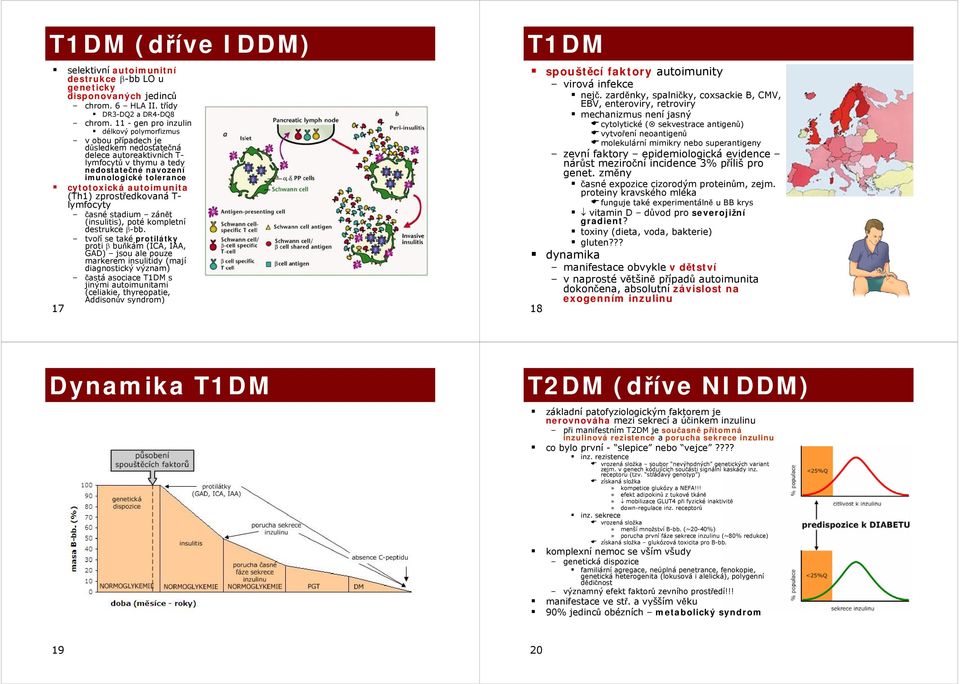 autoimunita (Th1) zprostředkovaná T- lymfocyty časné stadium zánět (insulitis), poté kompletní destrukce β-bb.