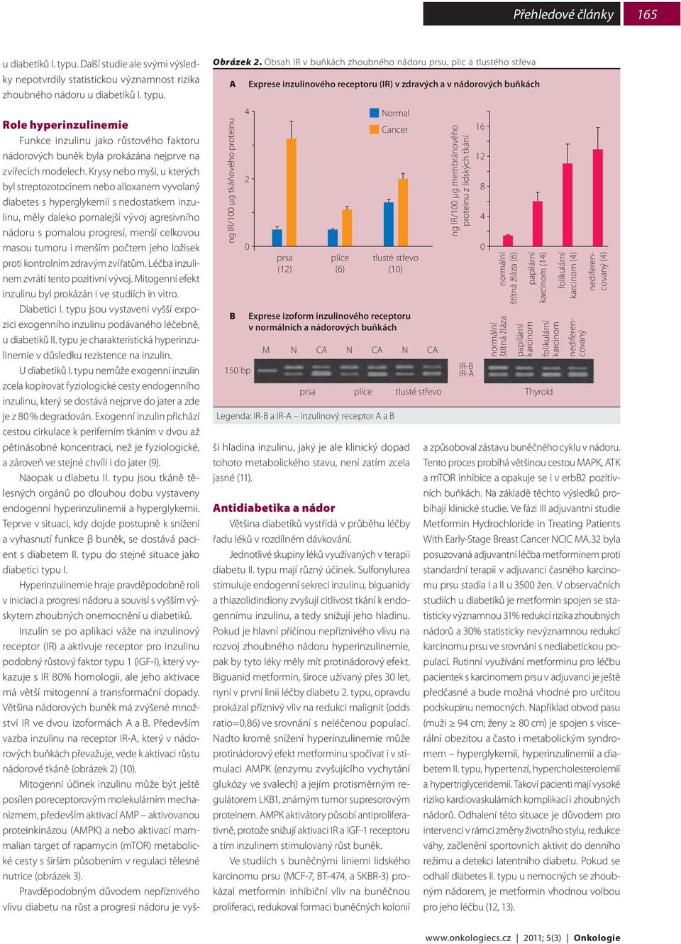 Normal Cancer tlusté střevo (1) Exprese izoform inzulinového receptoru v normálních a nádorových buňkách N CA N CA N CA IR-B IR-A prsa plíce tlusté střevo Thyroid Legenda: IR-B a IR-A inzulinový