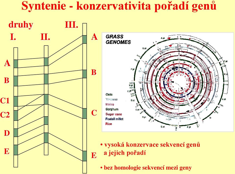 A A B C1 C2 B C D E E vysoká konzervace