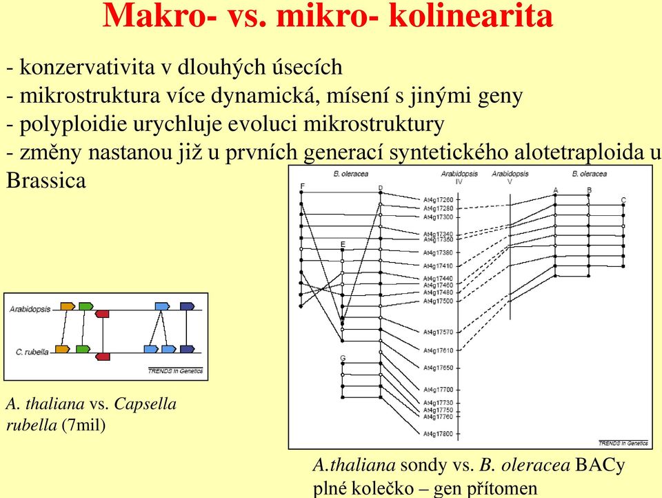 mísení s jinými geny - polyploidie urychluje evoluci mikrostruktury - změny nastanou