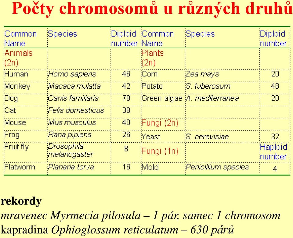 pilosula 1 pár, samec 1 chromosom