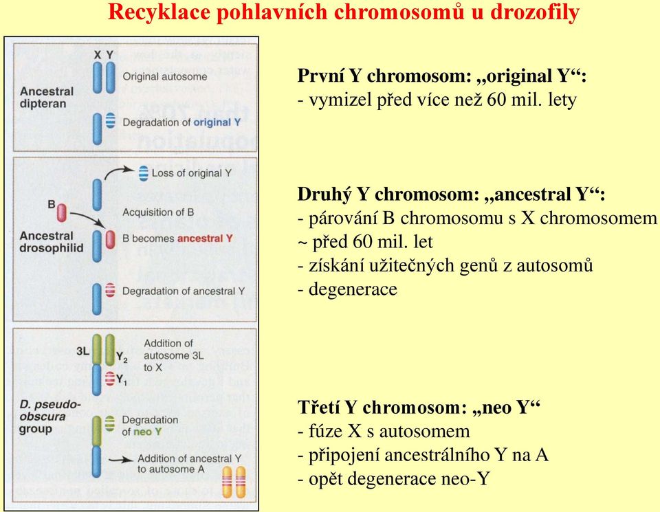 lety Druhý Y chromosom: ancestral Y : - párování B chromosomu s X chromosomem ~ před 60