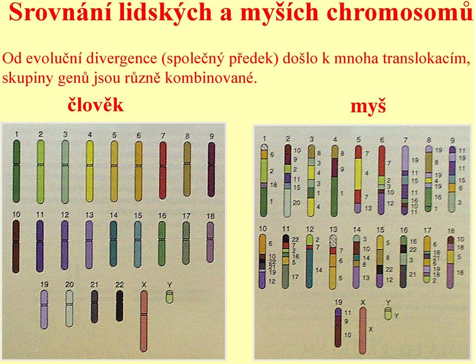 předek) došlo k mnoha translokacím,