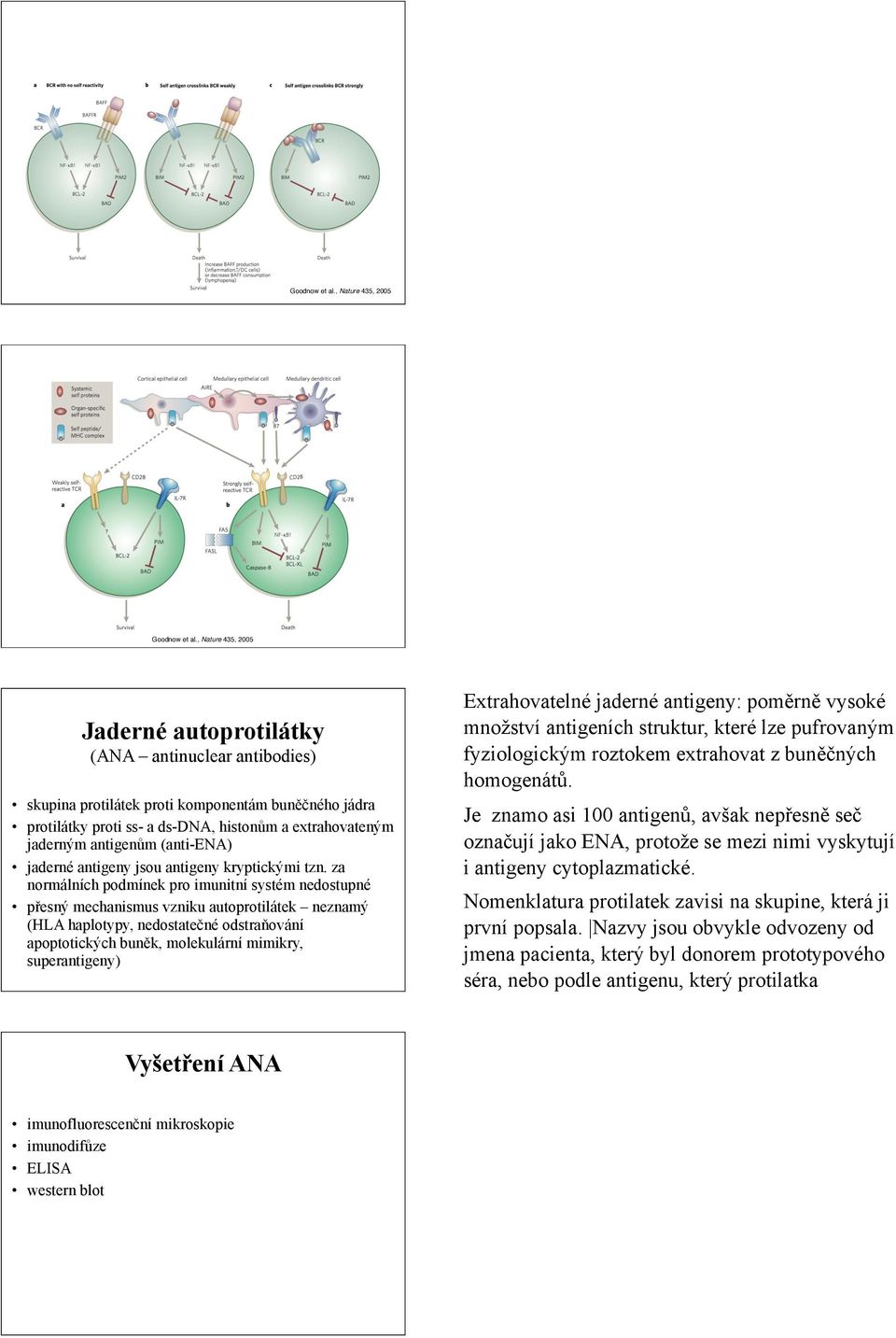 m antigen(m (anti-ena) jaderné antigeny jsou antigeny kryptick!mi tzn. za normálních podmínek pro imunitní systém nedostupné p%esn! mechanismus vzniku autoprotilátek neznam!