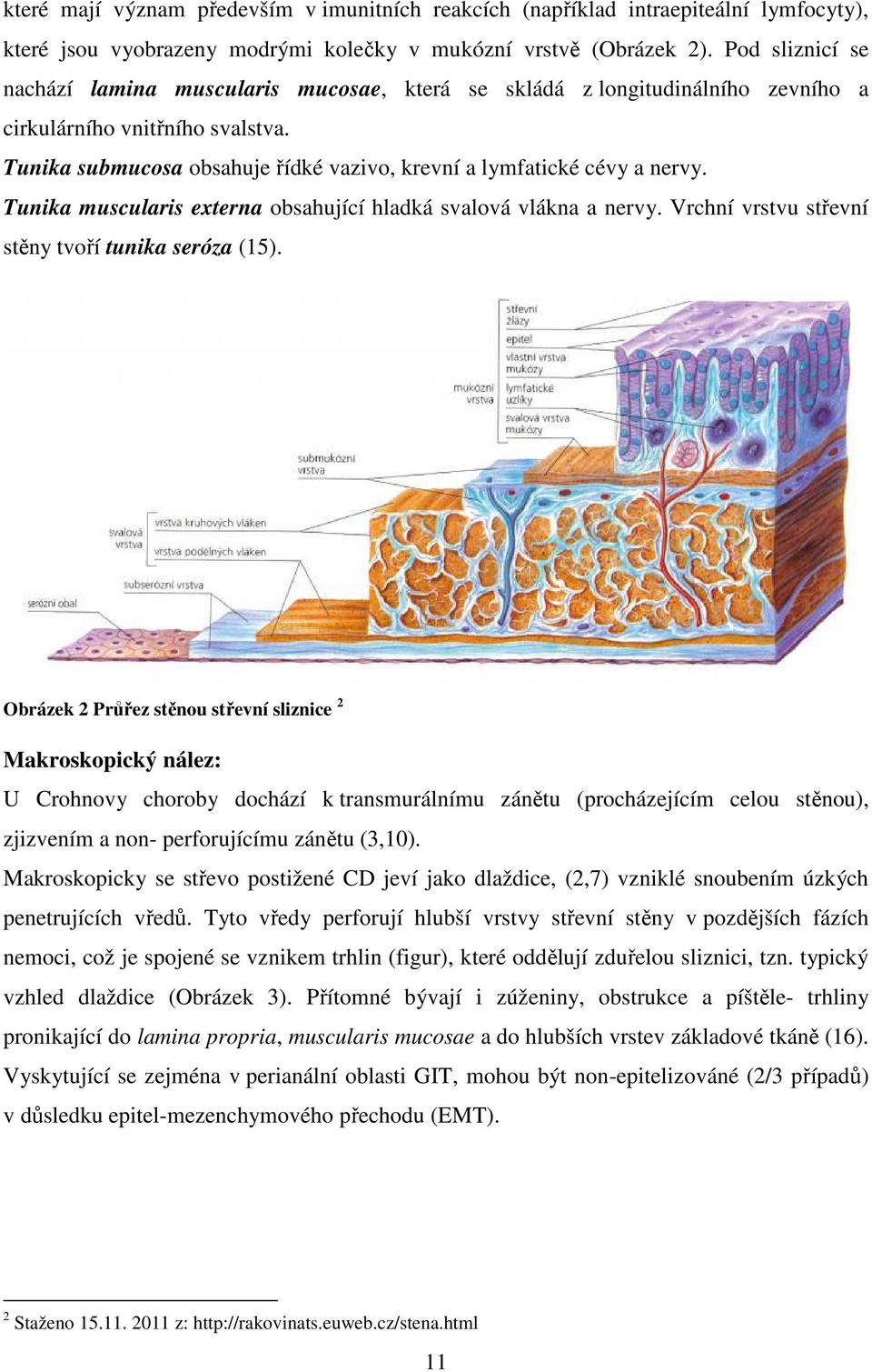 Tunika submucosa obsahuje řídké vazivo, krevní a lymfatické cévy a nervy. Tunika muscularis externa obsahující hladká svalová vlákna a nervy. Vrchní vrstvu střevní stěny tvoří tunika seróza (15).