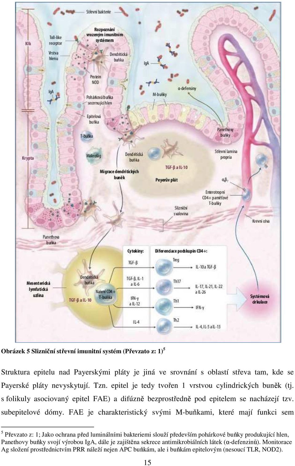 FAE je charakteristický svými M-buňkami, které mají funkci sem 5 Převzato z: 1; Jako ochrana před luminálními bakteriemi slouží především pohárkové buňky produkující hlen, Panethovy